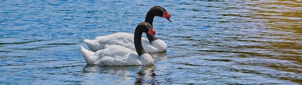 BLACK-NECKED SWAN Cygnus melancoryphus